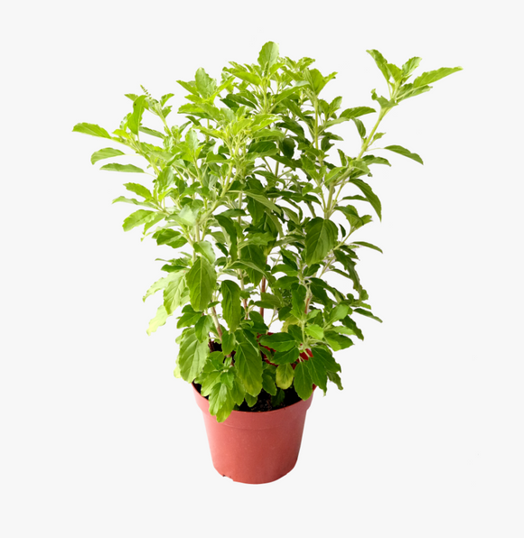 Tulsi plant/ Holy Basil/ Ocimum Tenuiflorum